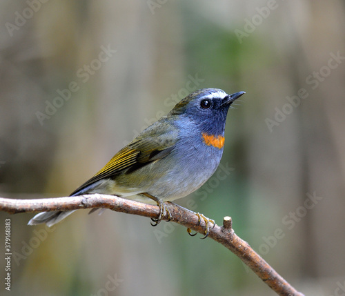 Rufous-gorgeted flycatcher, ficedula strophiata, perching on the branch with feathers details, bird
