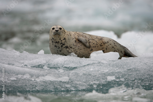 Harbor Seal Pup on Iceberg, Alaska