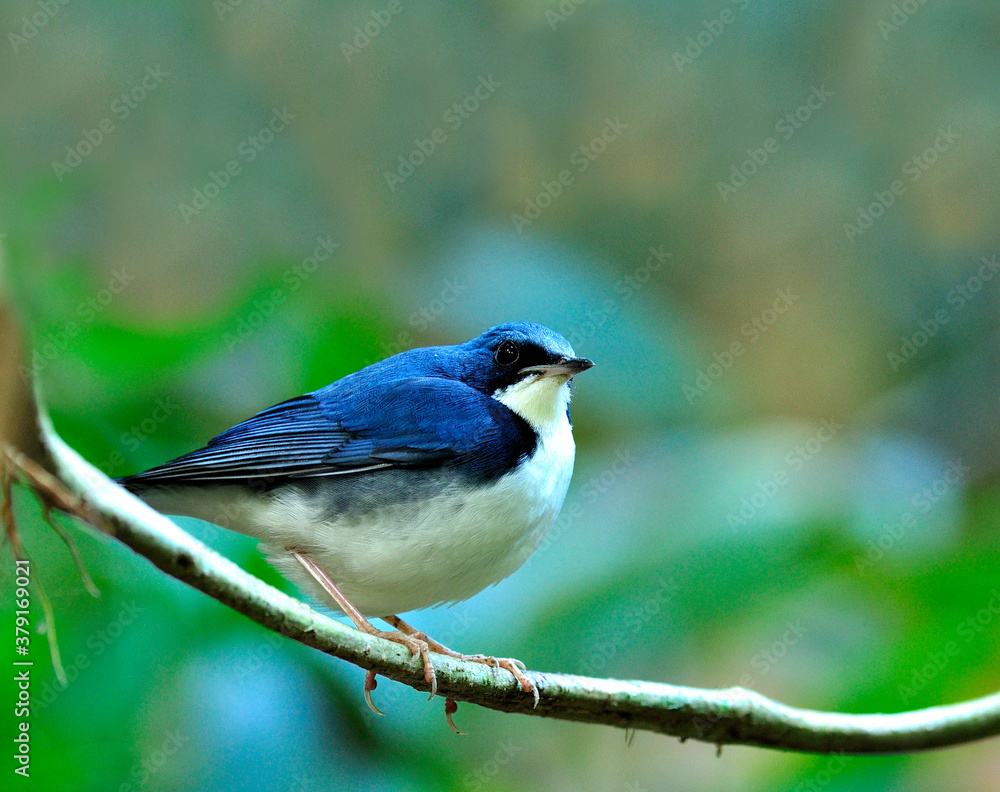 Siberian Blue Robin bird (Luscinia cyane), beuatiful and lovely blue bird Siberian Blue Robin bird (Luscinia cyane), beuatiful and lovely blue bird