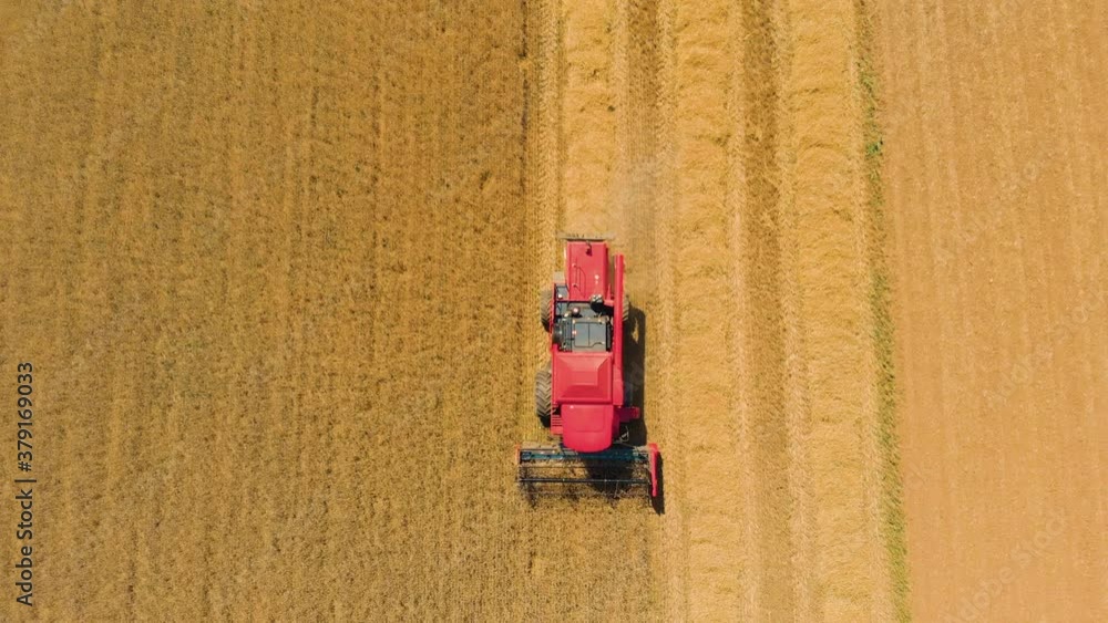 Combine harvesting wheat field on a sunny day - aerial view of combine and field in motion Combine harvesting wheat field on a sunny day - aerial view of combine and field in motion