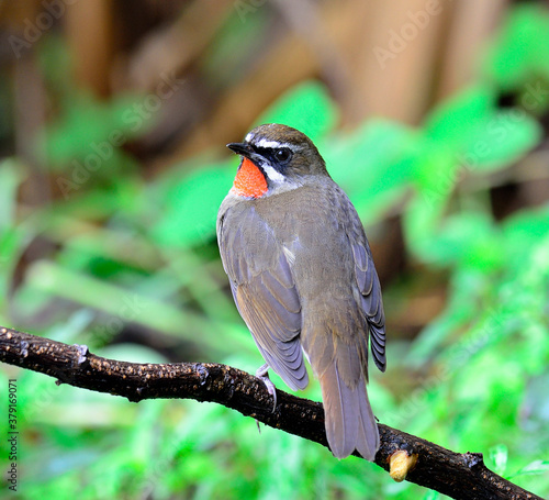 Siberian Rubythroat bird (luscinia Sibilans) turning back to show its red throat feathers photo