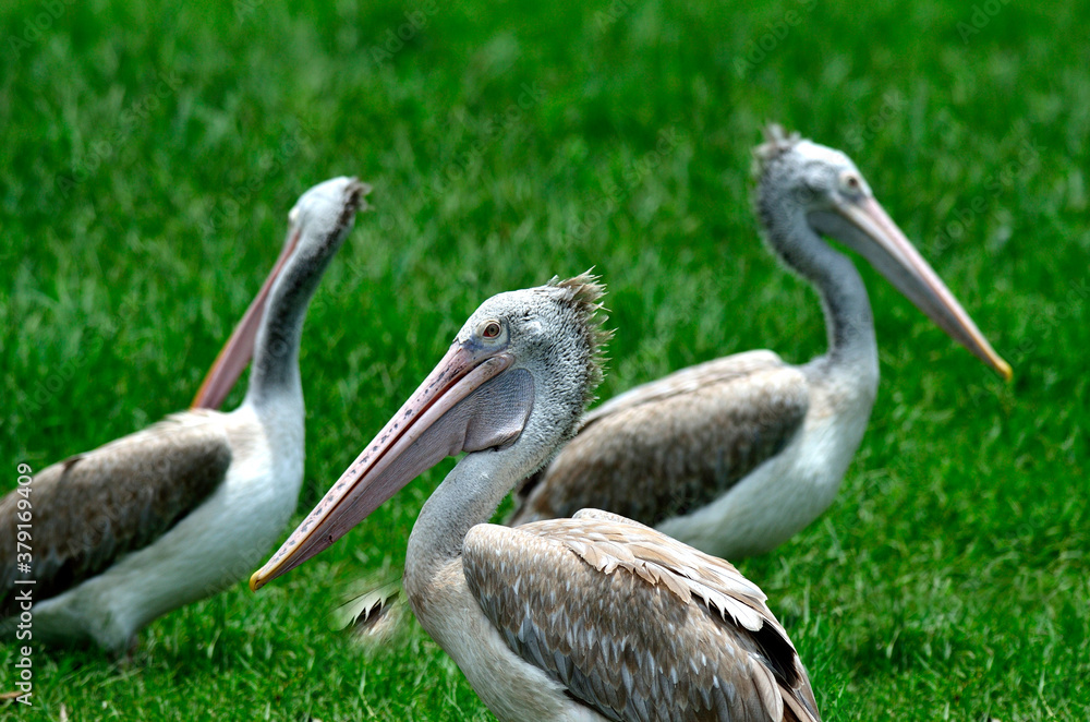 Spot-billed pelican stay close to each other on the green grass Spot-billed pelican stay close to each other on the green grass
