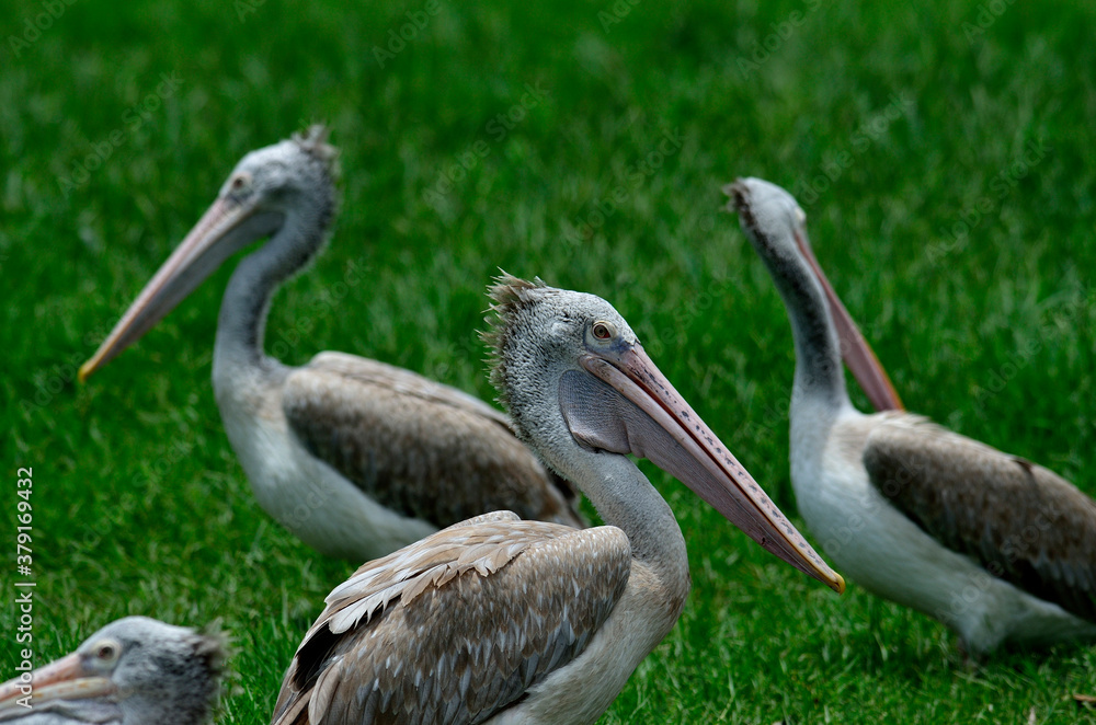 Spot-billed pelican stay close to each other on the green grass Spot-billed pelican stay close to each other on the green grass