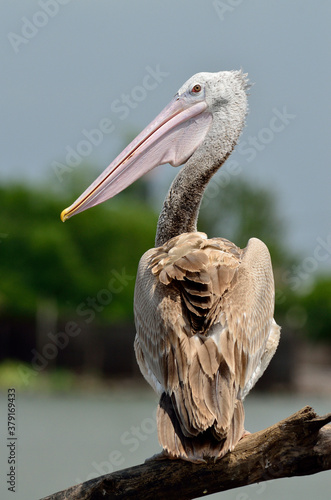 Spot-billed pelican  pelecanus philippensis  bird in turning in and look through us