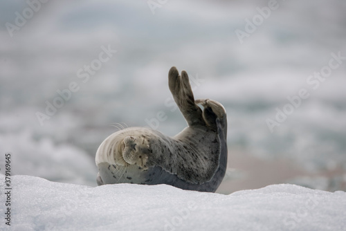 Harbor Seal on Iceberg, Alaska
