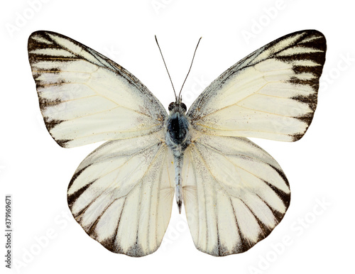 Striped Albatross butterfly (appais olferna swinhow) upper wing profile isolated on white background © prin79