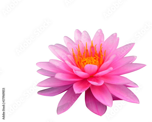 Beautiful Pink Lotus Flower isolated on white background