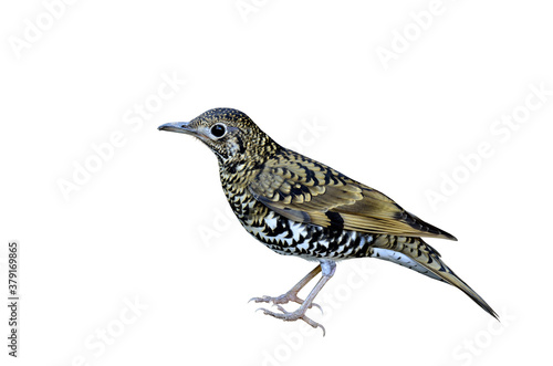 The best of Scaly Thrush on isolated white background