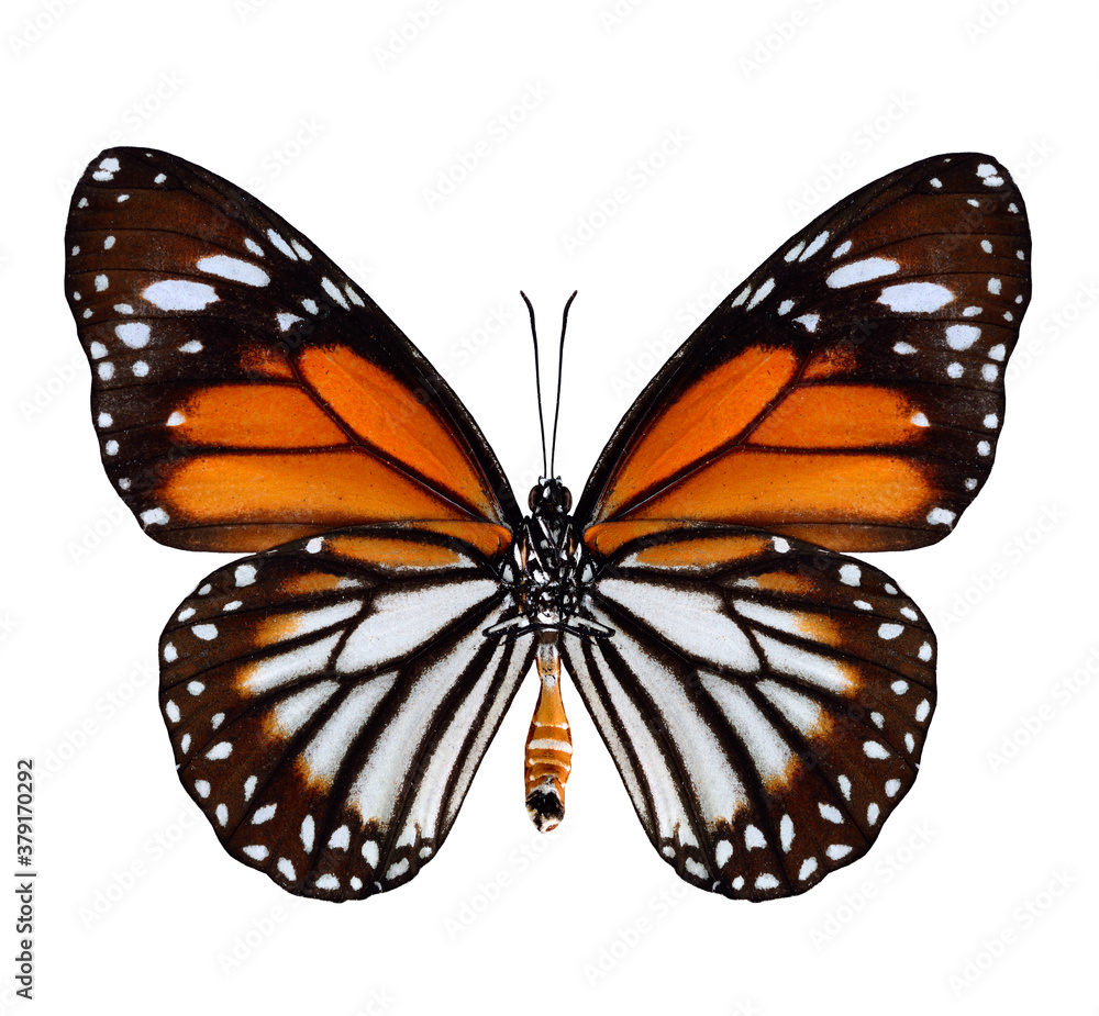 White Tiger Butterfly Lower wing profile in natural color isolated on white background White Tiger Butterfly Lower wing profile in natural color isolated on white background
