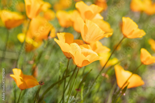Original botanical close up photograph of orange California Golden Poppies in a field of flowers