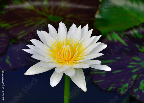White and Yellow Lotus Flower or Waterlily on green blur background