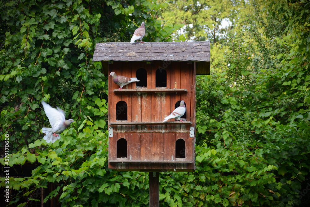 Wooden pigeon house with pigeons in the garden. Green trees in the background. 