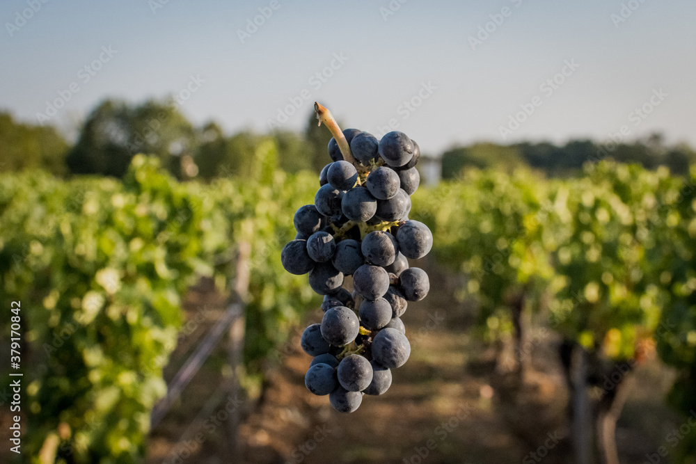 grapes in vineyard levitating
