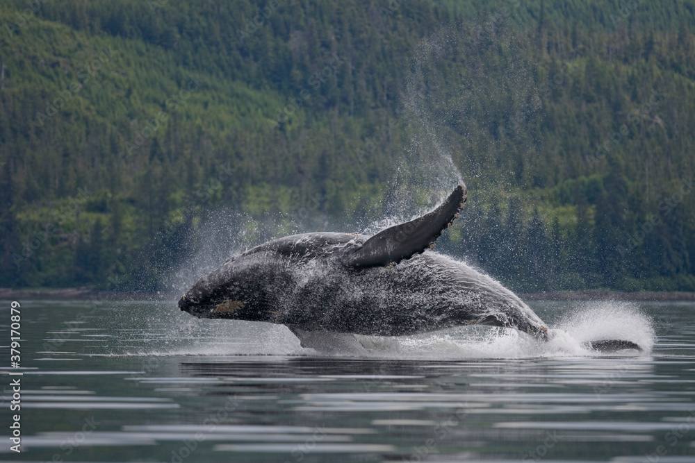 Obraz premium Breaching Humpback Whale, Alaska