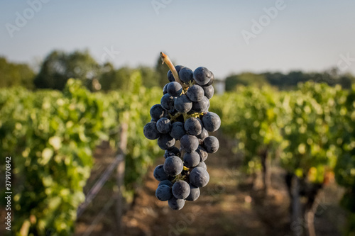 grapes in vineyard levitating