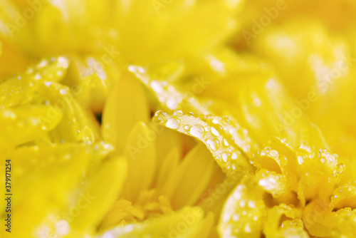 Granddess  yellow chrysanthemum  close-up in dew drops