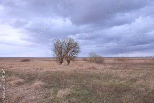 Small trees among dried herbs in the field in the evening. Beautiful cloudy sky over an autumn field. Autumn landscape.