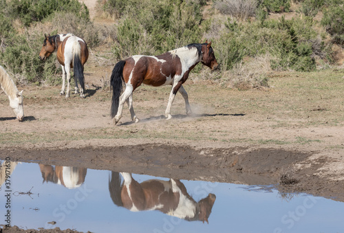 Wild Horses at a Waterhole in Utah