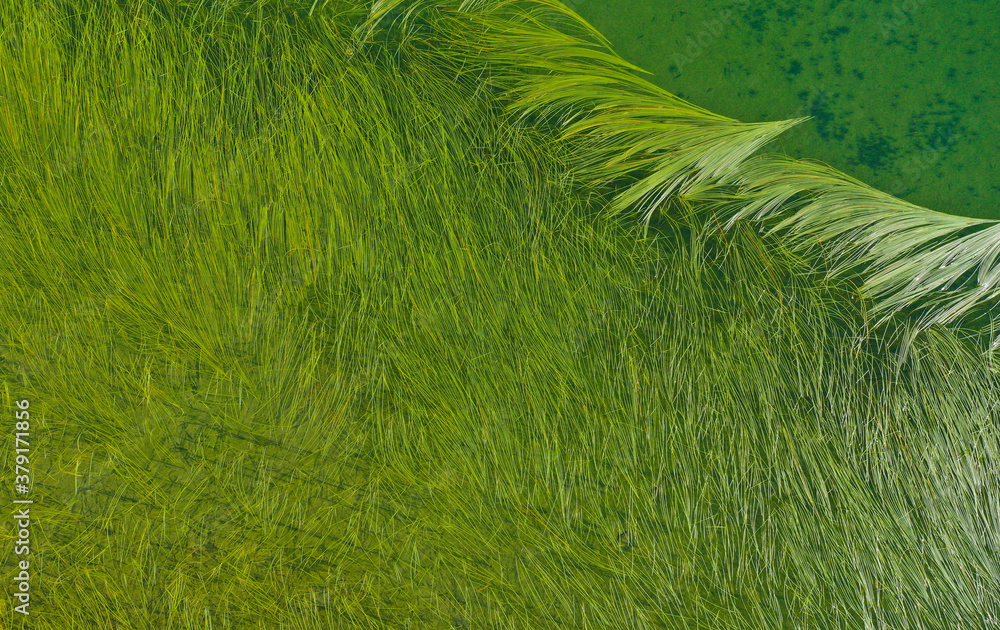 Green seaweed background in a mountain lake. Mud, ooze, sludge, alga, seaware in a pond.
Green seaweed background in a mountain lake. Mud, ooze, sludge, alga, seaware in a pond.