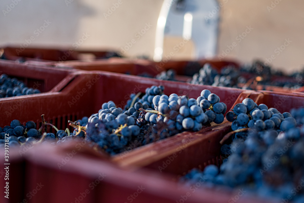 Grapes on a market stall