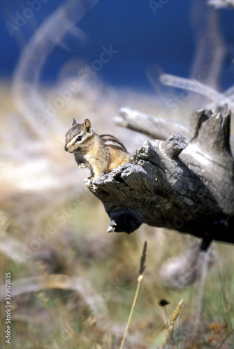 un écureuil terrestre du genre Tamias sur un tronc d'arbre