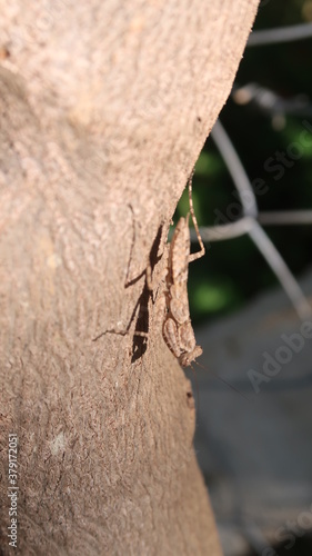 Wallpaper Mural INDE Torontodigital.ca