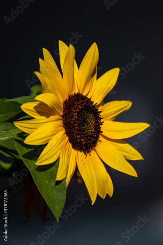 Close up of a beautiful sunflower in the garden at summer time