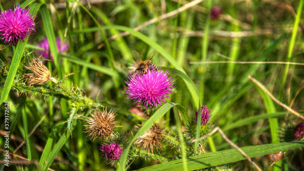 Biene auf Distel Biene auf Distel