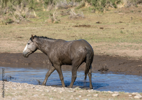 Wild Horses at a Waterhole in Utah