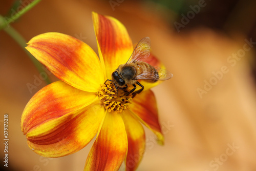 Honey bee bees feeding on yellow red flower Apis mellifera honeybee	