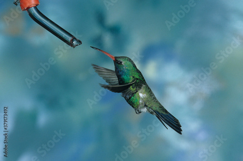 un oiseau-mouche en vol près d'un petit réservoir d'eau