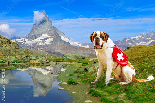 St. Bernard rescue dog standing in Zermatt, Canton of Valais, Switzerland, with Mount Matterhorn or Monte Cervino or Mont Cervin reflects on Riffelsee Lake.