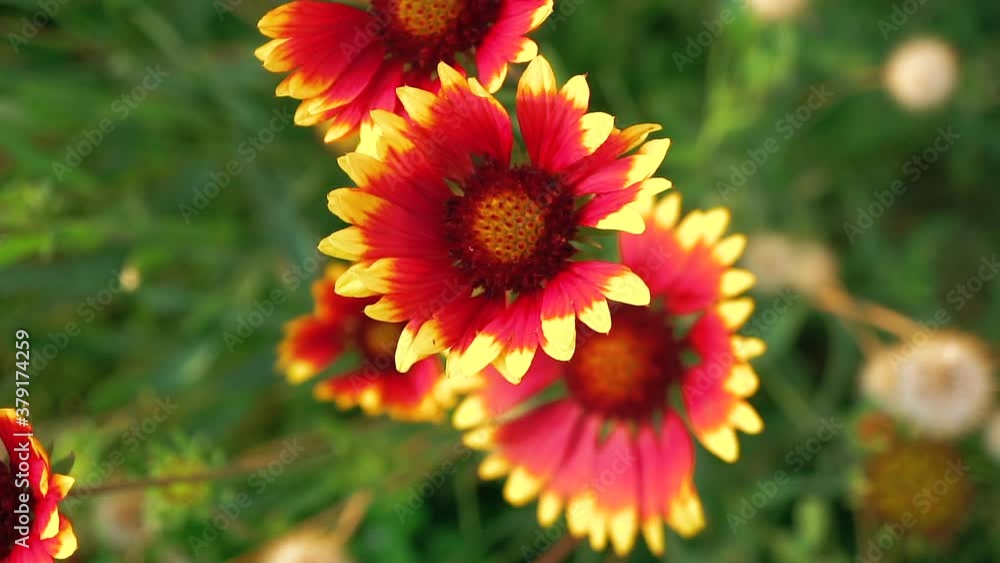 Slow panning view of bright, vividly colorful Indian Blanket flowers - isolated close up Slow panning view of bright, vividly colorful Indian Blanket flowers - isolated close up