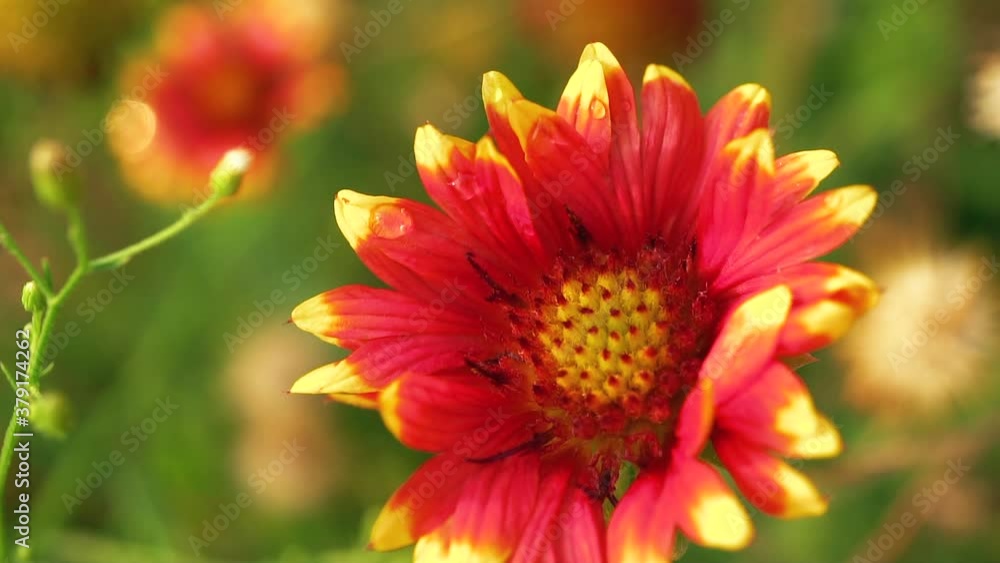 Close up view of Gaillardia Pulchella flowers and seedpods in a natural wildflower botanical garden Close up view of Gaillardia Pulchella flowers and seedpods in a natural wildflower botanical garden