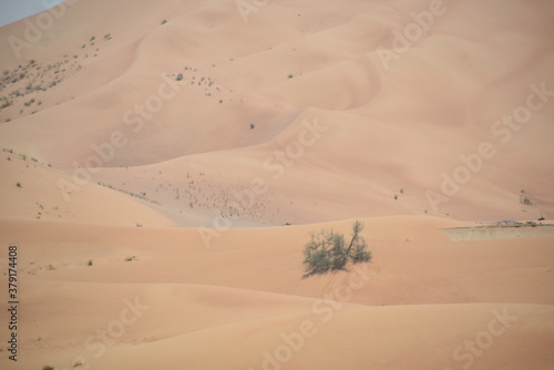 Landscape of sand dune and grass