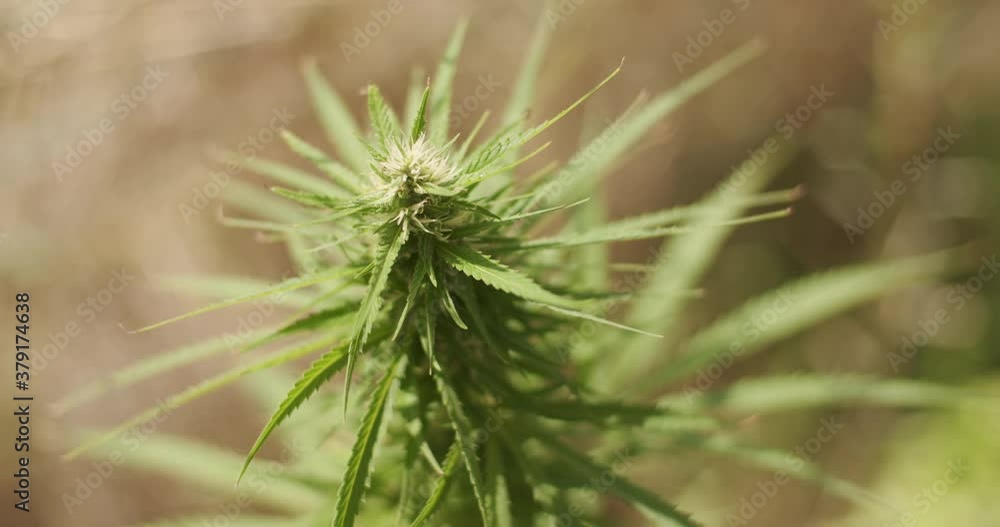 Caucasian jemals hands grabbing and inspecting the top of a hemp plant. Top shot with shallow depth of field. Backlight from the sun. Caucasian jemals hands grabbing and inspecting the top of a hemp plant. Top shot with shallow depth of field. Backlight from the sun.
