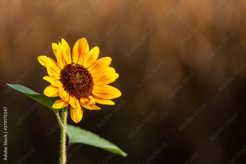 Obraz premium A sunflower blossom on the left with a brown background and copy space.