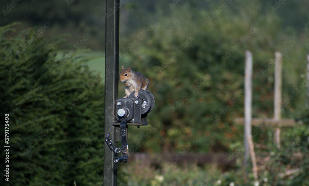 Obraz premium A single grey squirrel perched on a feeding station mechanism with greenery in the background. 