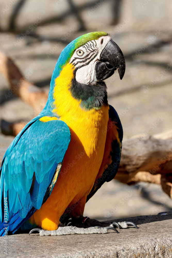 portrait of a blue yellow macaw parrot