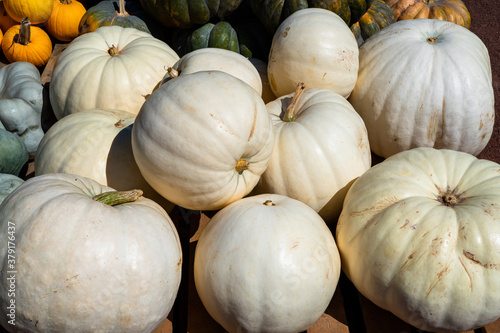 lumina pumpkin heap of gray pumpkins on a farmers market  decorative autumn vegetable for halloween and thanksgiving