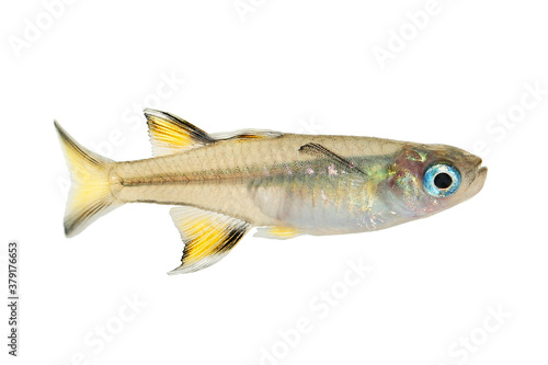  Pacific blue-eye Aquarium Fish Tropical Rainbow Fish Pseudomugil Signifer 