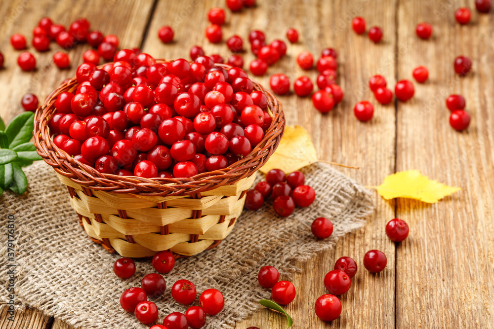 Basket with wild autumn forest berry - lingonberry Basket with wild autumn forest berry - lingonberry