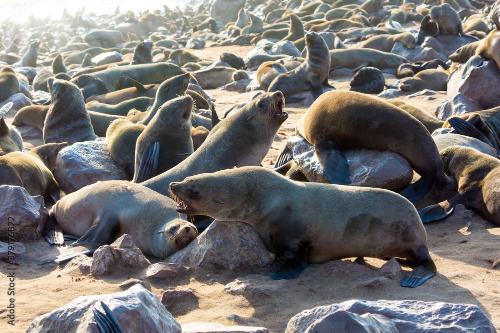 Fototapeta premium African fur seal rookery