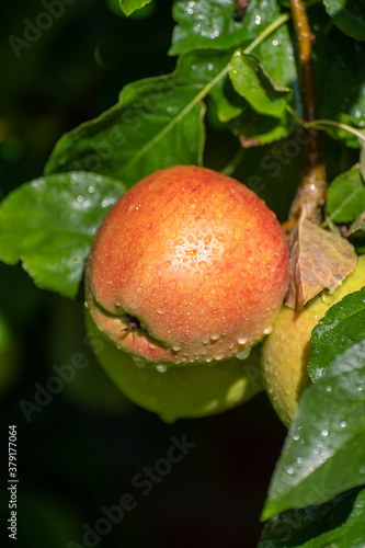 Large sweet braeburn apples ripening on tree in fruit orchard