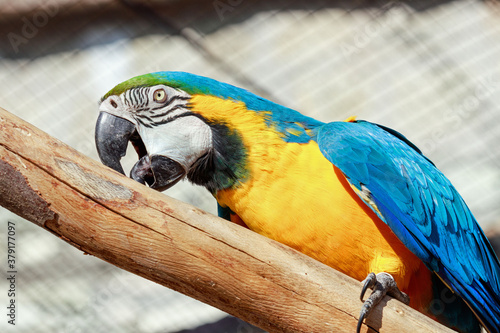 Fototapeta portrait of a blue yellow macaw ara on a branch