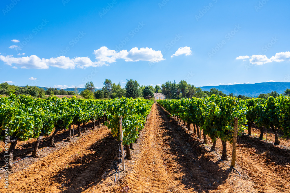 Vineyards of AOC Luberon mountains near Apt with old grapes trunks growing on red clay soil