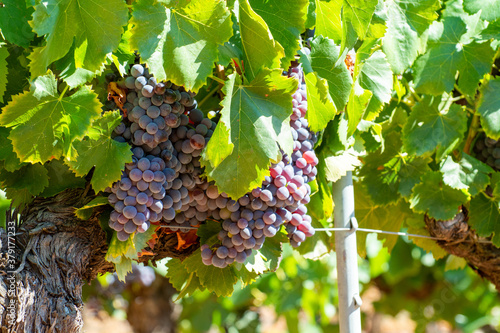 Vineyards of AOC Luberon mountains near Apt with old grapes trunks growing on red clay soil photo