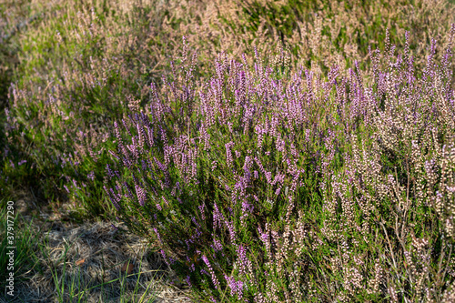 Green lung of North Brabant, pink blossom of heather plants in Kempen forest in September, the Netherlands
