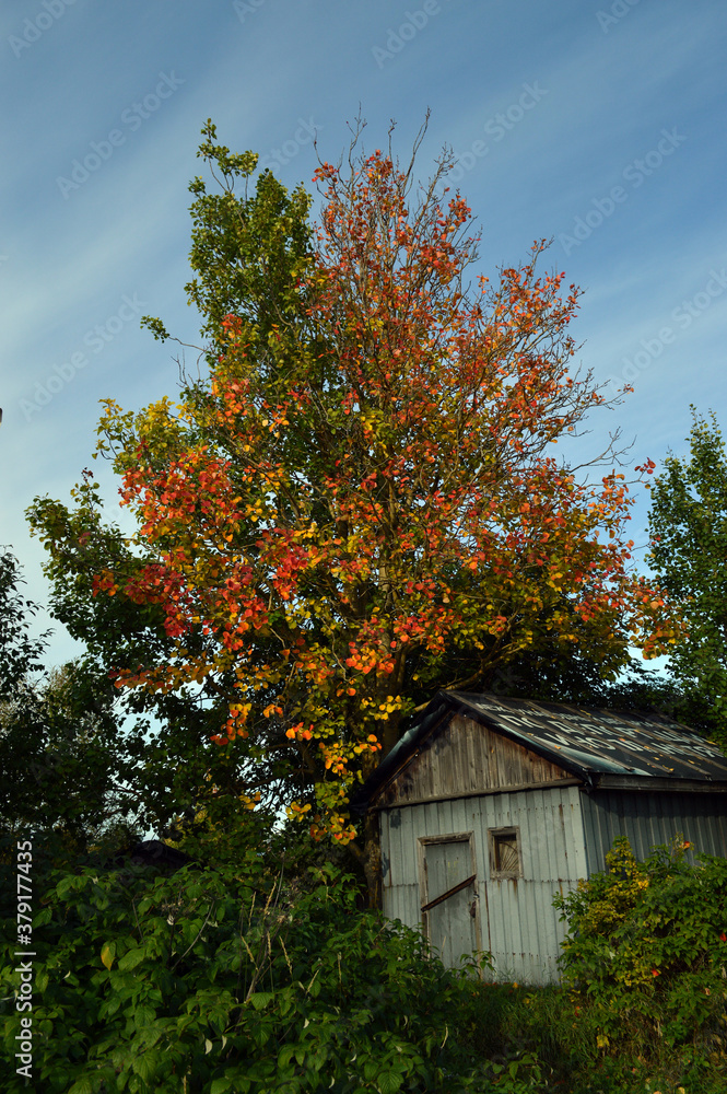 tree with colorful leaves and sky