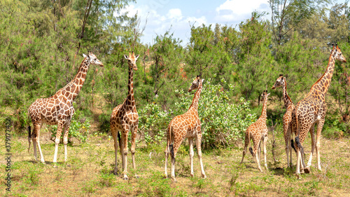 Family of giraffes in the savannah